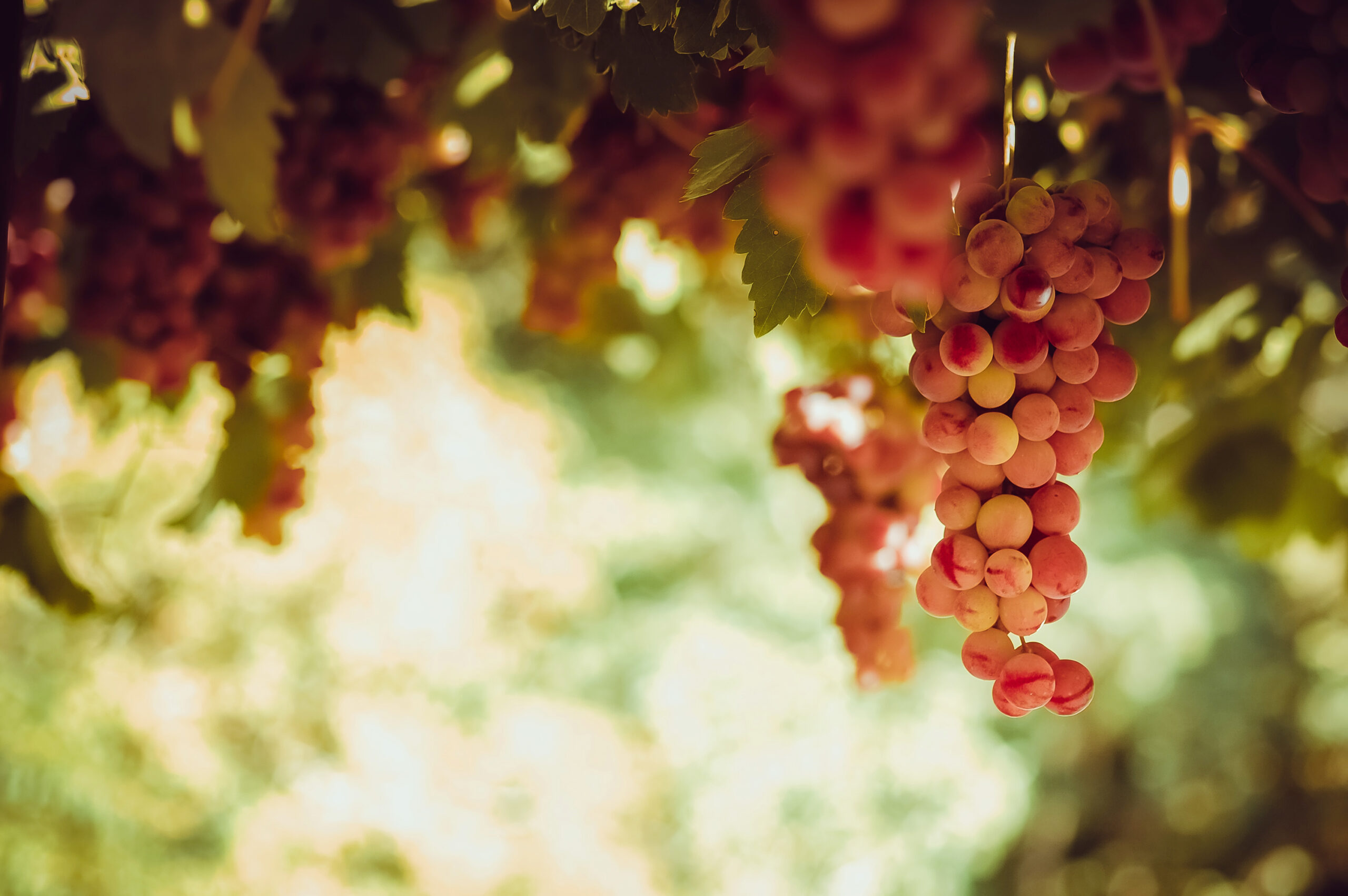 Red grape bunches hanging from vine in sun light