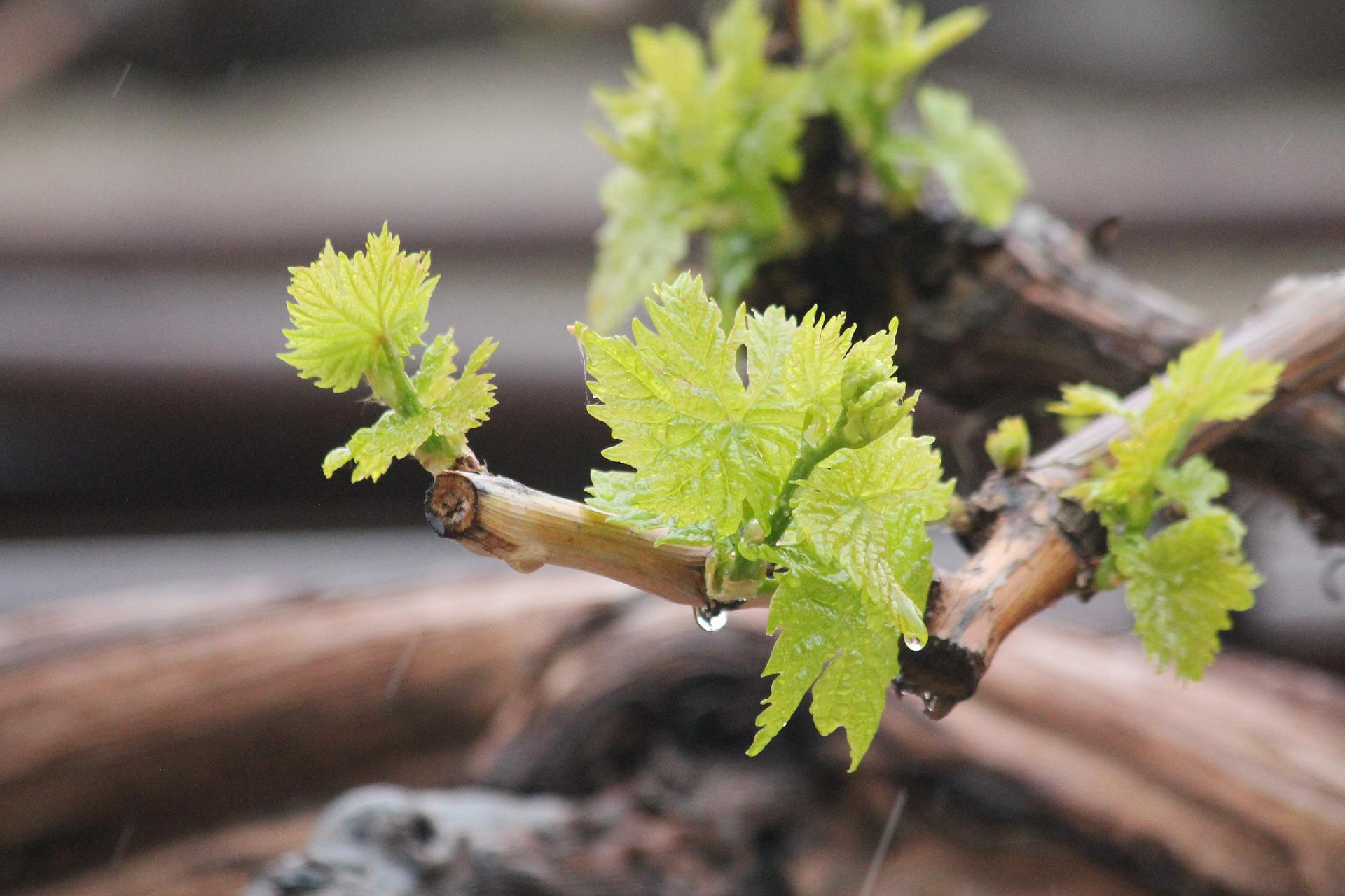 grapes-gcec9b507a_1920