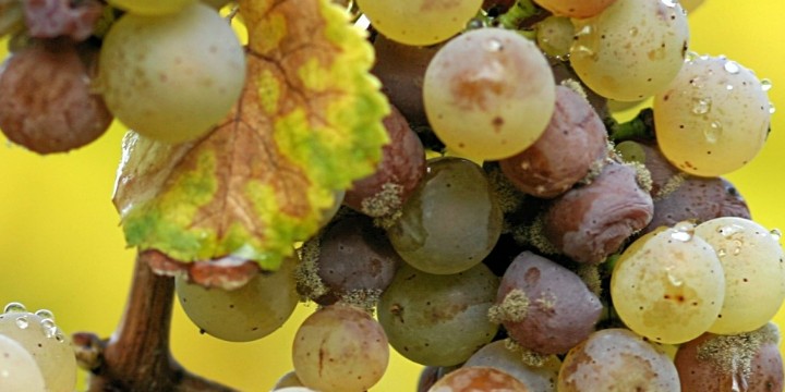 Read more about the article Experiència en l’aplicació d’estratègies alternatives per al control eficaç de la podridura grisa del raïm causada pel fong Botrytis cinerea.