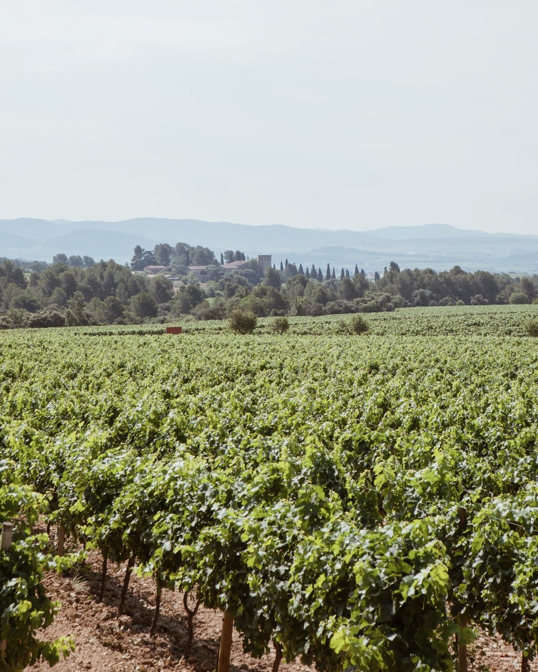 Read more about the article Jean Leon celebra els seus 60 anys amb un tast històric a la III Wine Edition de Madrid Fusión