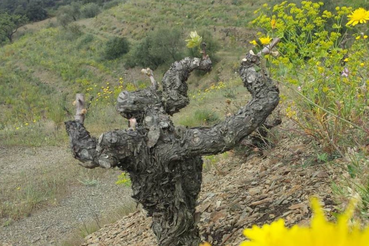 Read more about the article El millor vi català segons la prestigiosa crítica anglesa és del Priorat