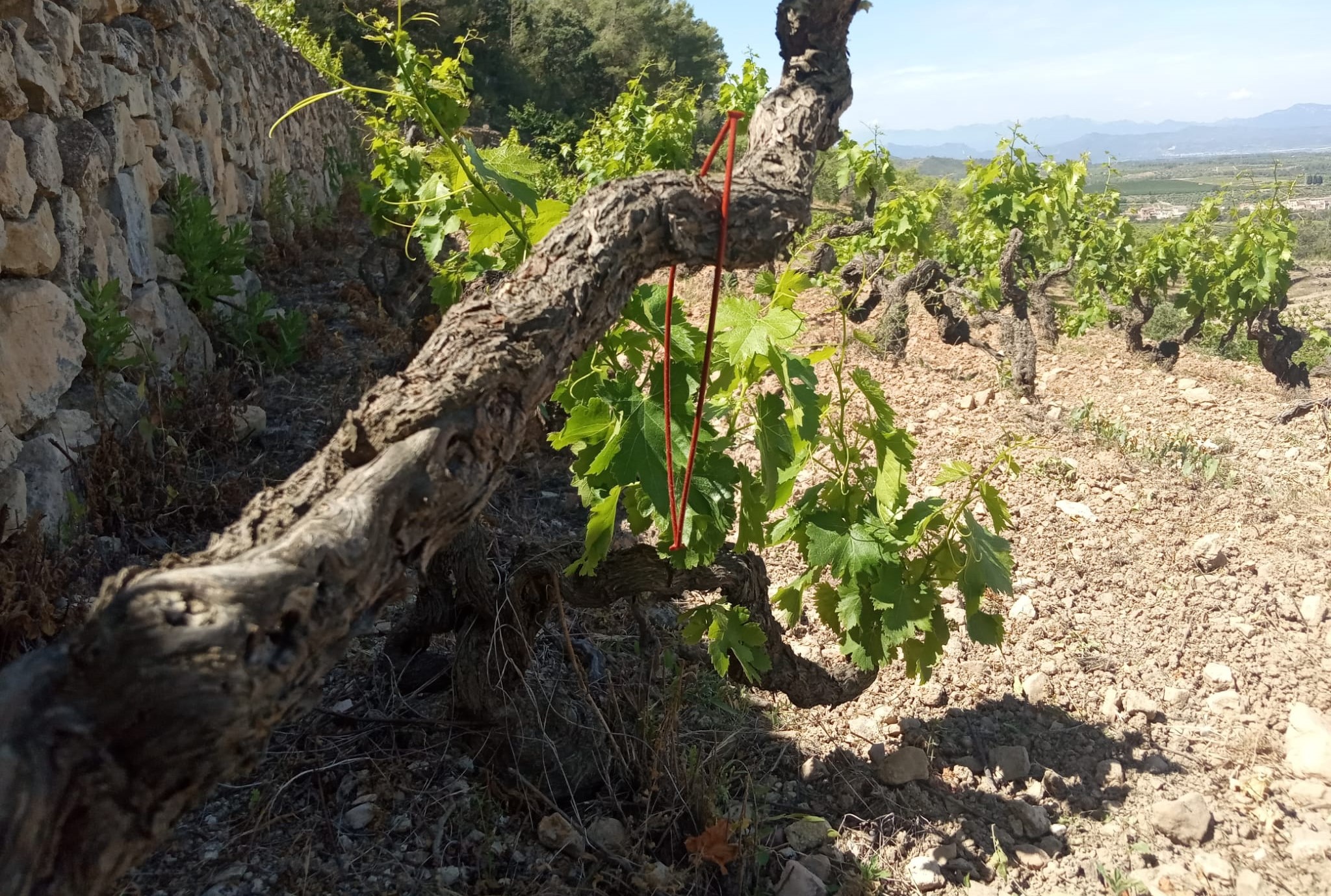 Read more about the article La DO Montsant ja treballa el 70% de les vinyes amb tècniques de confusió sexual