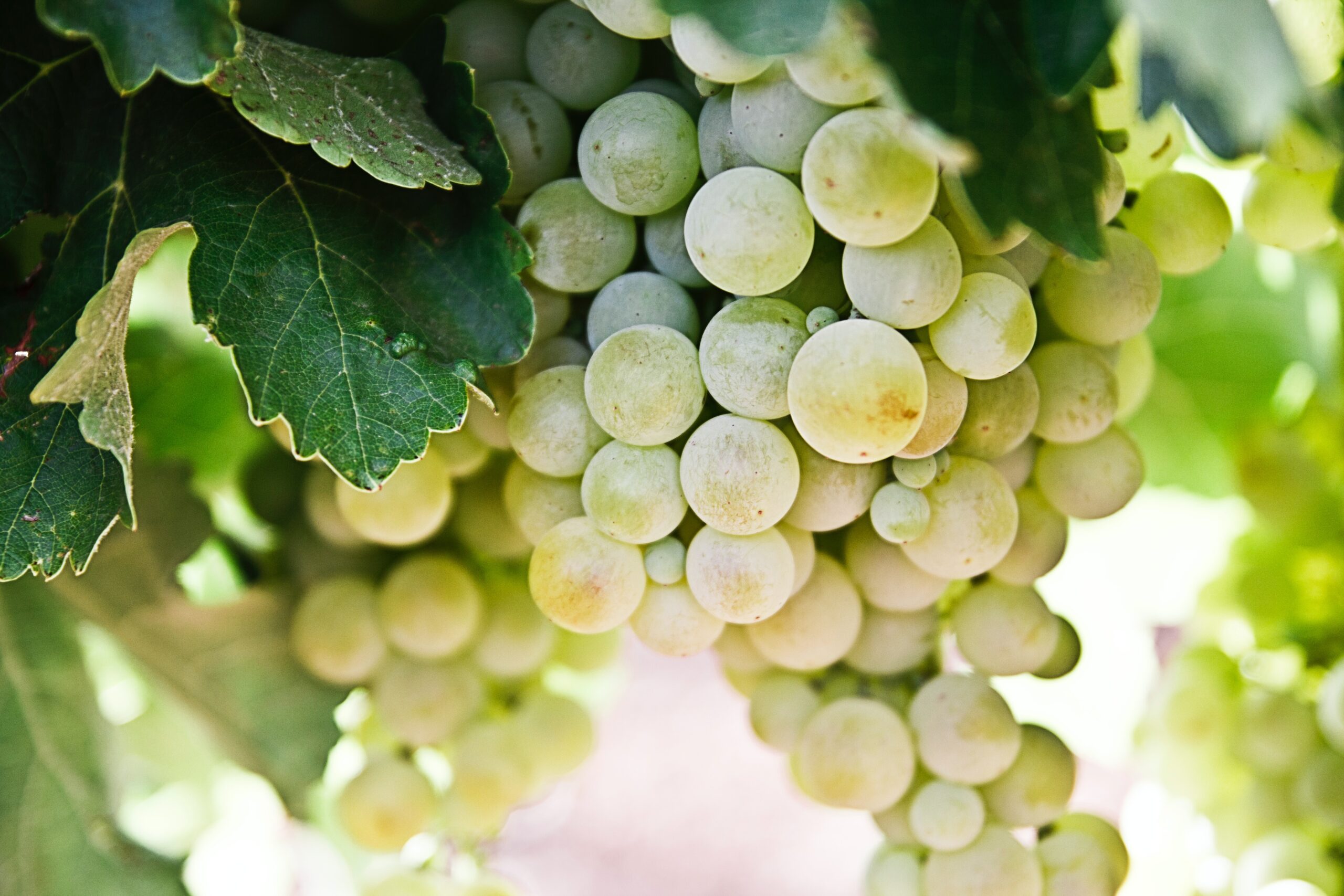Read more about the article S’inicia el desplegament reglamentari de la Llei de la vitivinicultura amb la consulta pública prèvia