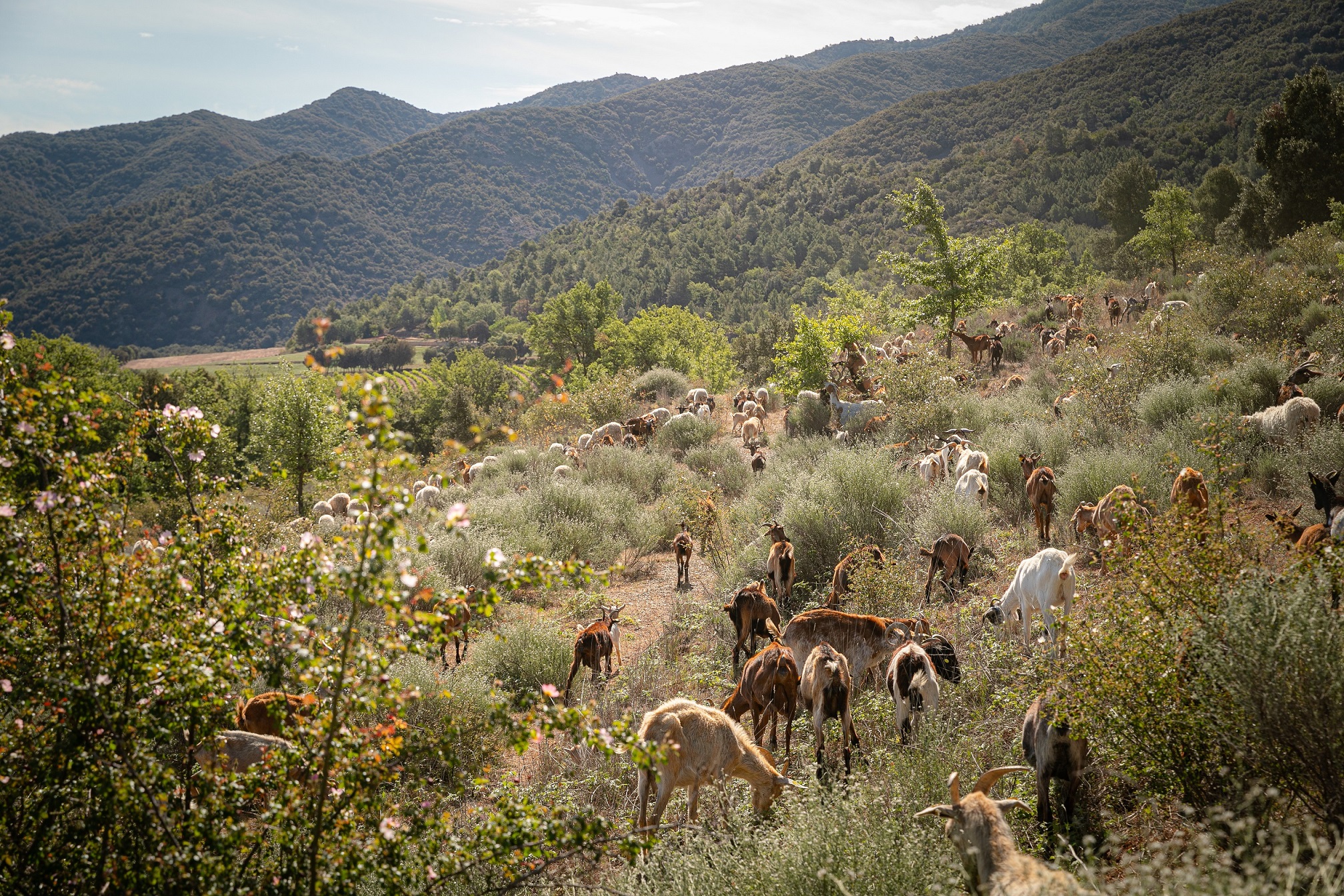 Read more about the article Família Torres introdueix la pastura amb animals  en la gestió sostenible dels seus boscos