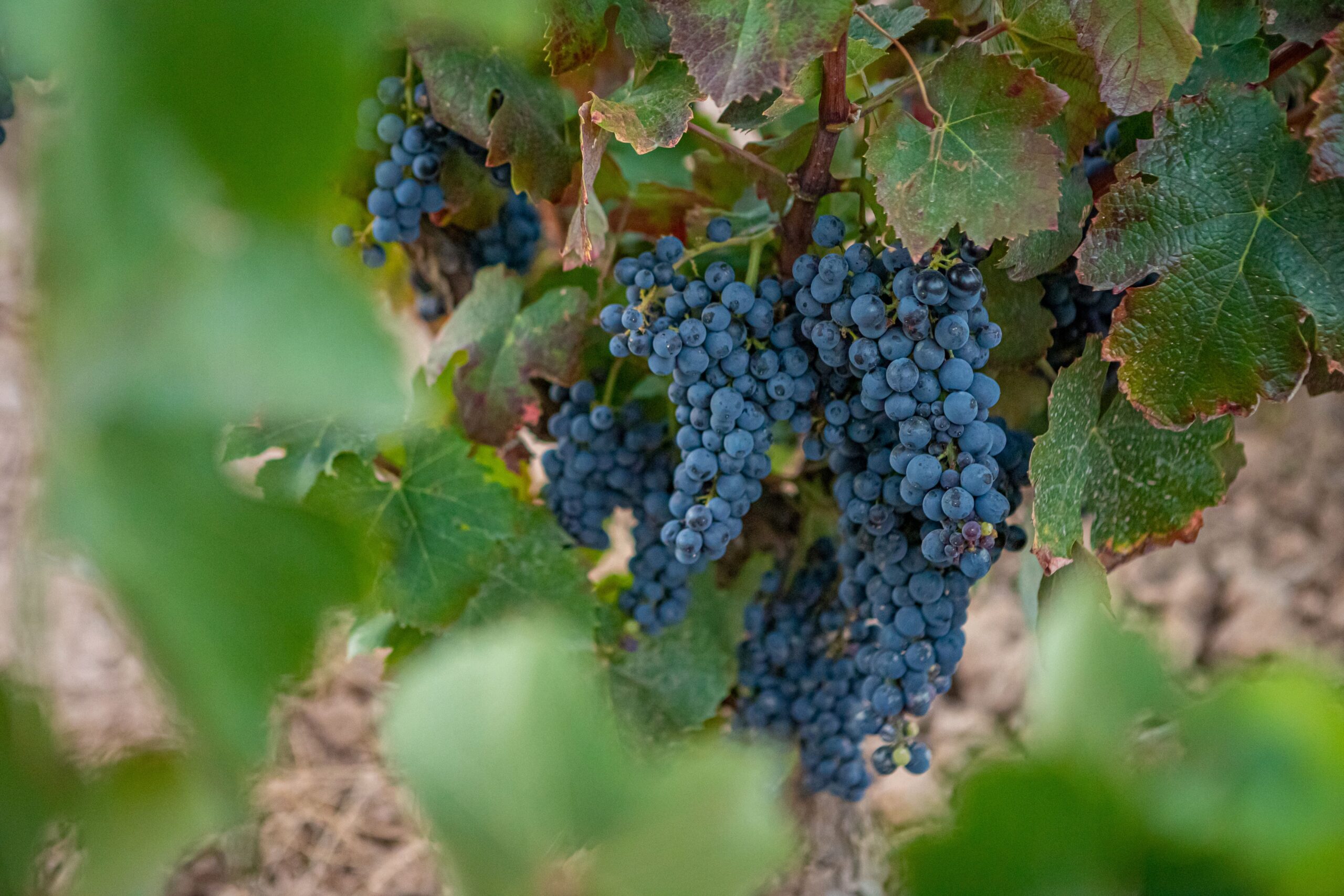 Read more about the article Família Torres presenta Gonfaus 2021, el nou vi de varietats ancestrals recuperades