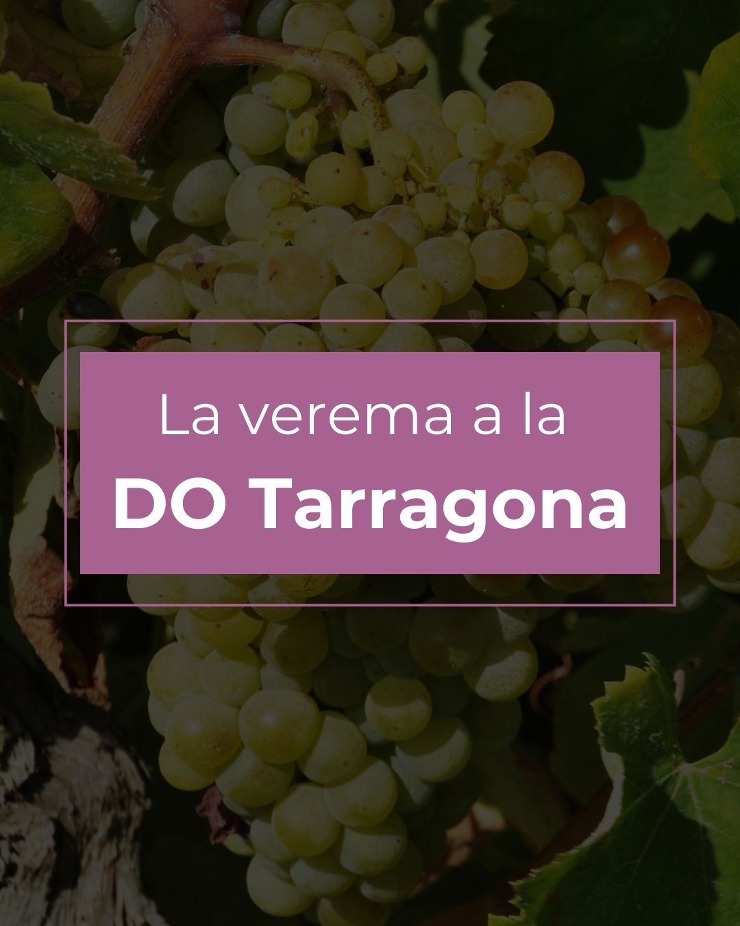 Read more about the article La verema de la DO Tarragona finalitza amb reducció de la producció i una gran qualitat del raïm