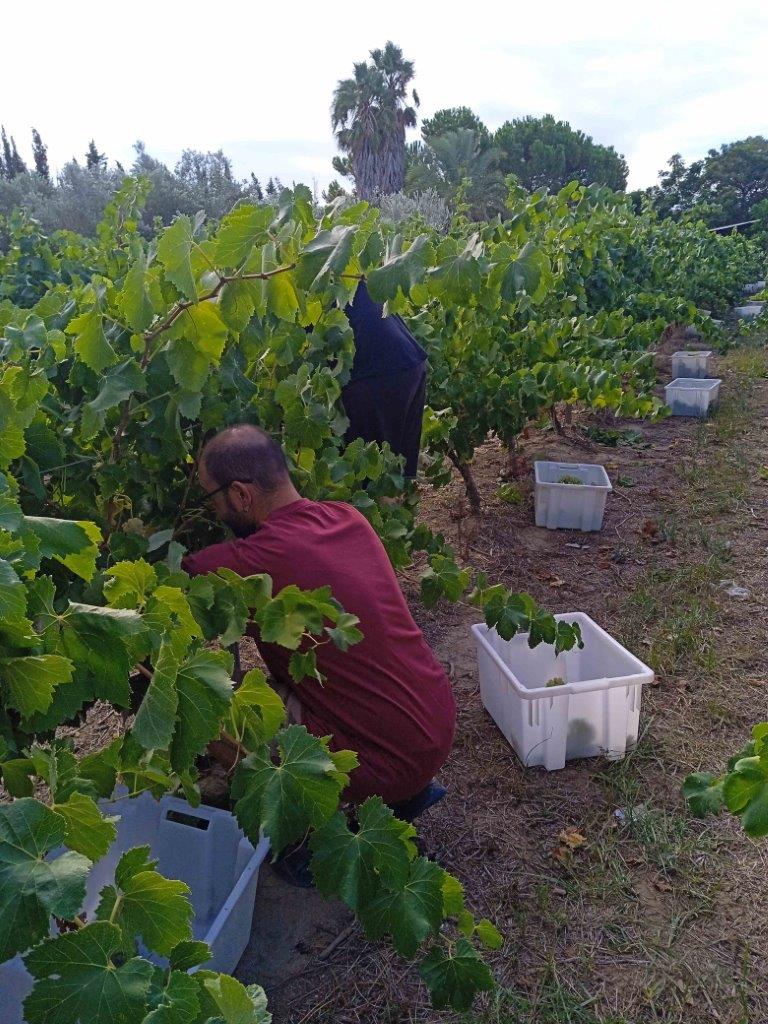 Read more about the article La DO Tarragona treballa en un estudi per millorar la qualitat dels vins elaborats amb macabeu