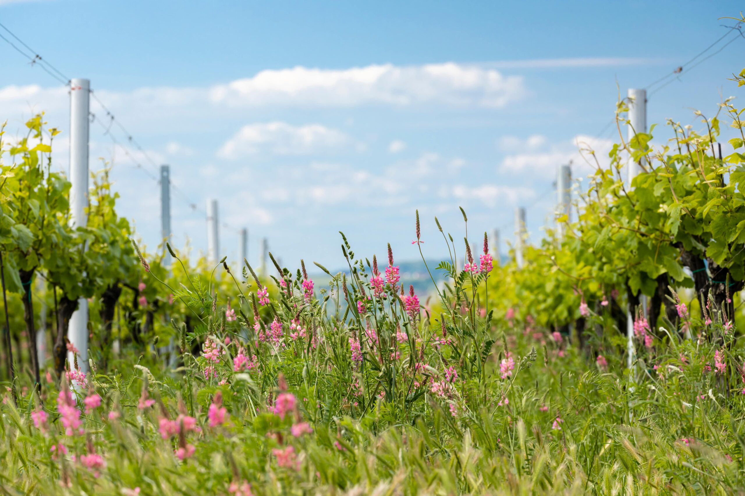 Read more about the article La Primavera del Cava, un festival per gaudir d’un maig a les vinyes. Horaris i cellers participants.