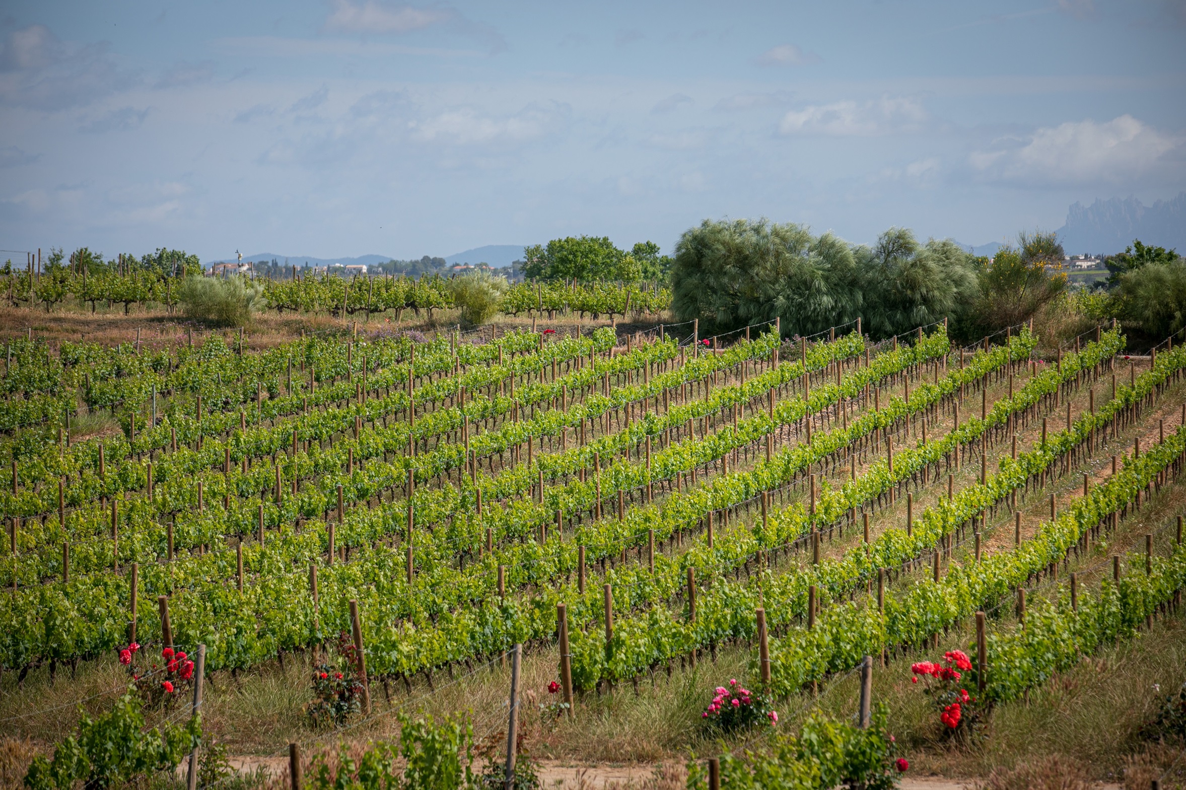 Read more about the article EDA Drinks & Wine Campus i Família Torres organitzen una sessió formativa al Penedès al voltant de la viticultura regenerativa