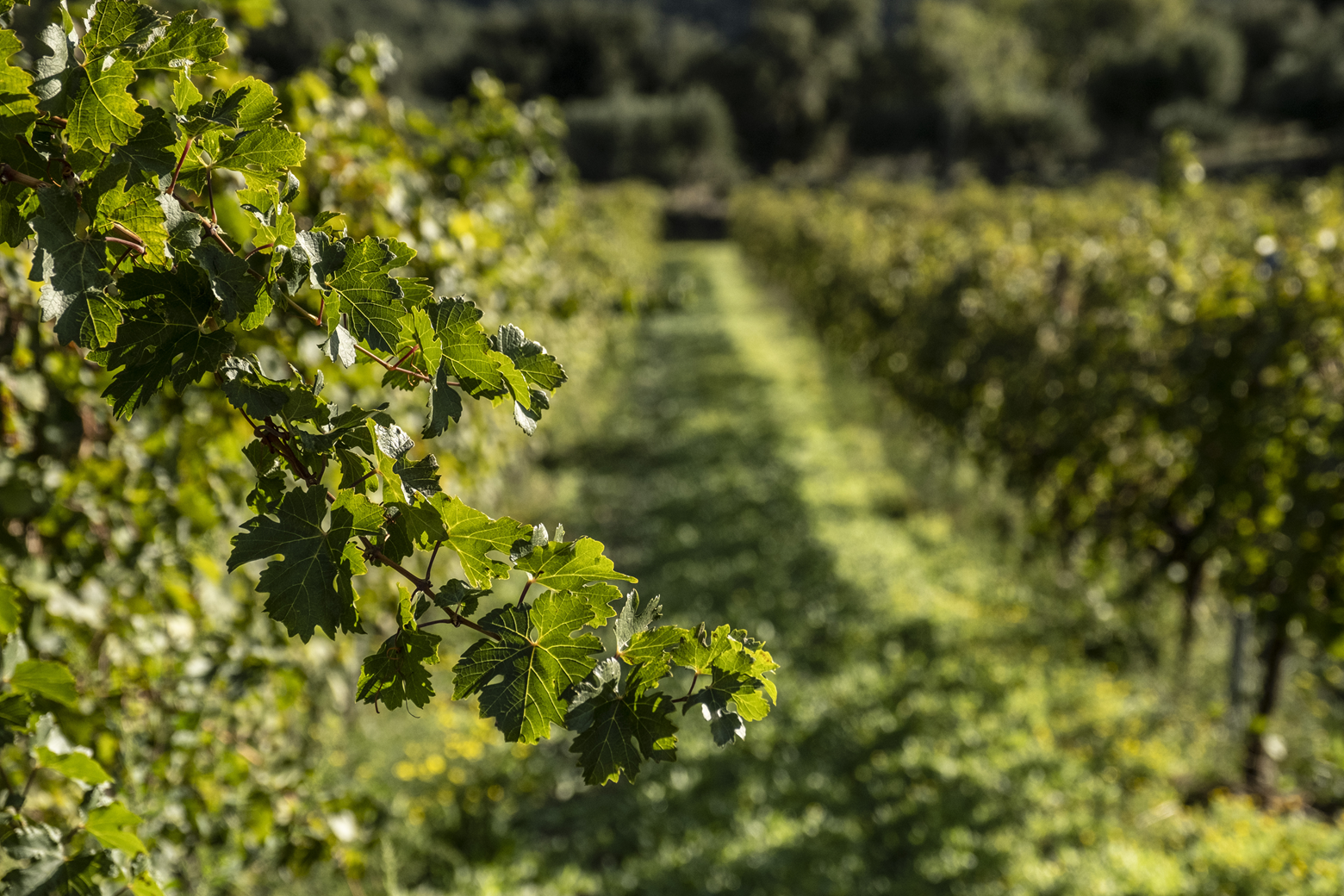 Read more about the article SURENEXUS IMPULSA LA SOSTENIBILITAT AL PENEDÈS A TRAVÉS D’UN DEMOSTRADOR VITIVINÍCOLA INNOVADOR