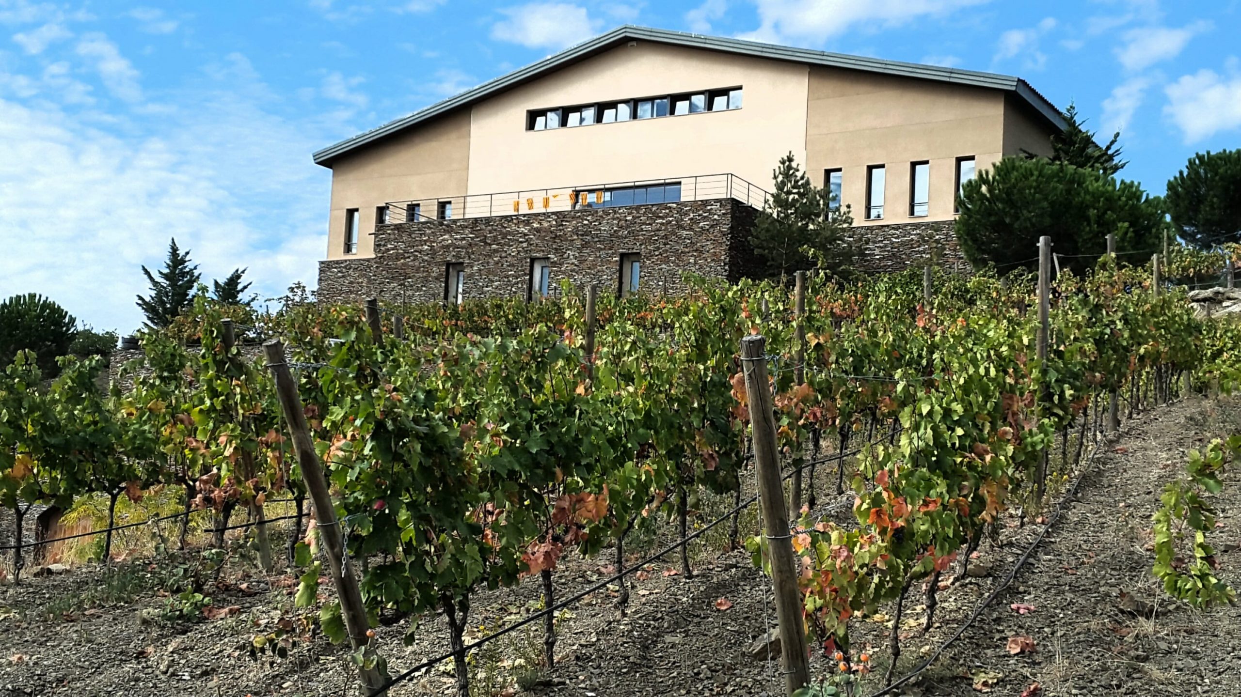 Read more about the article SESSIÓ DE TAST – A càrrec del seu enòleg Cèsar Torrijos