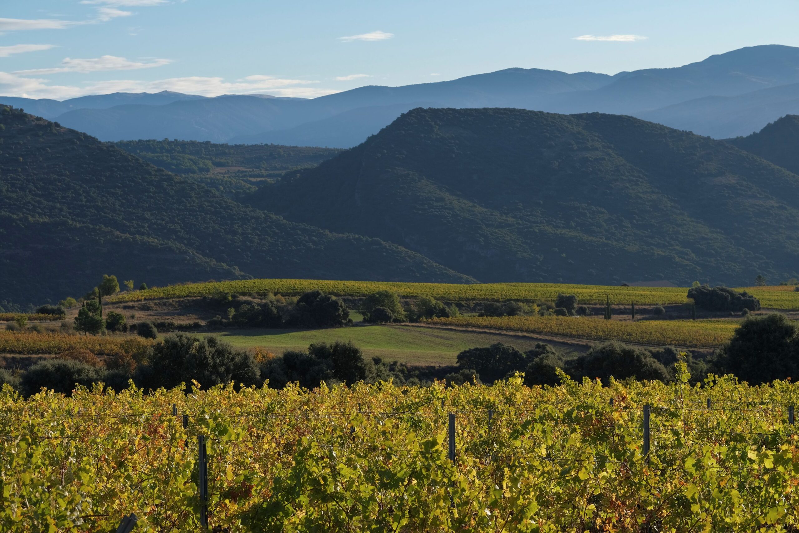 Read more about the article Família Torres renova la col·laboració amb la Federació ADF Penedès Garraf i referma la seva gestió forestal sostenible